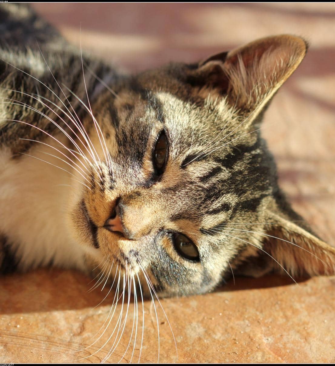 Test_ckWjCShCDf